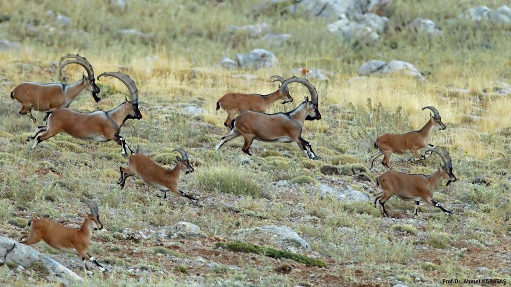 Taurus Guest House Cukurbag  Εξωτερικό φωτογραφία